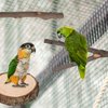 9 PCS Bird Perches Stand Toy, Natural Wood Parrot Perch Stand Bird Cage Branches Platform Accessories for Parakeets Cockatiels Conures Macaws Finches Love Birds