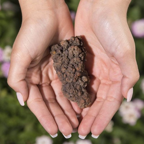 KALIFANO Authentic Prehistoric Dinosaur Coprolite Feces Trace Fossil - Fossilized Dinosaur Dung Poop Coprolite from Madagascar (Information Card Included)