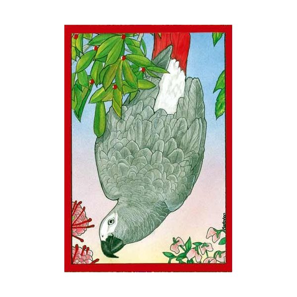 Pipsqueak African Gray Parrot Christmas Cards : 10 Holiday Cards with Red Envelopes - ADORABLE!