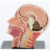 4D Vision Human Head Anatomy Model