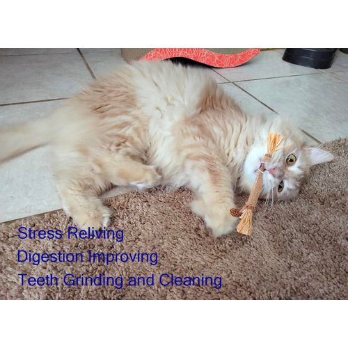 Catnip Chew Toys for Cats Silvervine Sticks for Kittens Teeth Cleaning 10 Packs Silvervine Cat Toy Anxiety and Stress Relief, Aggressive Chewers Cat Dental Toy (10 Packs)