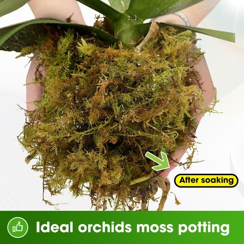 DUSPRO Dried Moss for Potted Plants, Forest Orchid Moss for Potting Mix, Sphagnum Potting Moss for Plants Indoor, Real Moss Soil Cover for Houseplant (5 OZ)