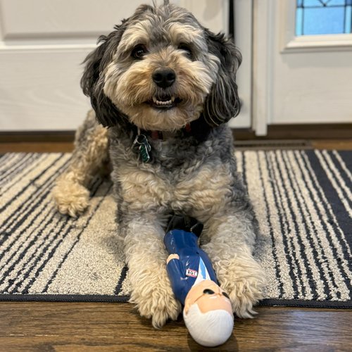 SPOT Latex Candidate Joe, Novelty Political Parody Dog Chew Toy with Squeaker, 8.5 Inches