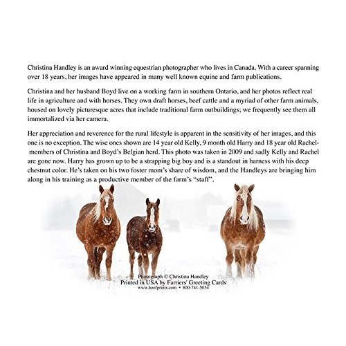 The Wise are not just men Belgian Horse Christmas Cards - 10 cards with white envelopes