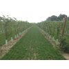 Acetaia Gambigliani Zoccoli - Duet of Traditional Balsamic Vinegar of Modena D.O.P. 2 bottles of 100 ml of ABTM minimum 12 and over 25 years of aging