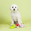 Fringe Studio "Keeping IT Natural, Set of 3, Latex Dog Toy Sets, Pet Shop Collection (367052)