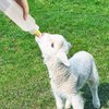 APlayfulBee Lamb&Goat Feeding Bottle 2Pcs 500ml Lamb Nipple and Bottle Reusable Small Animal Care Milk Bottle for Farm Supplies