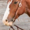 Classic Equine Floral Scroll Tool Box Straight Shank Bit with Short Correction, 6-inch