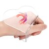 ccHuDE 2 Pcs Clear Acrylic Nail Art Palettes Heart Shaped Nail Painting Plate Makeup Hand Palette Professional Cosmetic Mixing Palette for Beauty Salon