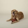 Fringe Studio Plush Dog Toy, Girls JUST Want to Have Sun (289807)