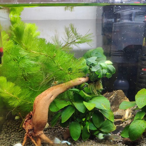 Hamiledyi Aquarium Driftwood,Natural Coral Wood,Fish Tank Driftwood Assorted Branches Reptile Tank Decor Aquarium Decoration(3.5-7in 5Pcs)