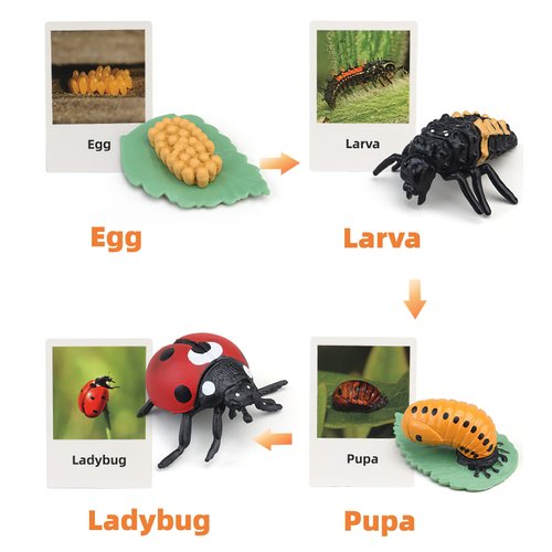 Montessori Life Cycle Animal Figures with Flash Cards, Realistic Animal Figurines Toy, Animal Match Set with Butterfly Frog Ladybug, Educational Matching Game for 3+ year old Toddlers Kids (Ladybug)