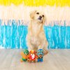 Fringe Studio Plush Dog Toy Set, Little Taste of Glory, Small 3 Piece Set, Pet Shop Collection (662043)