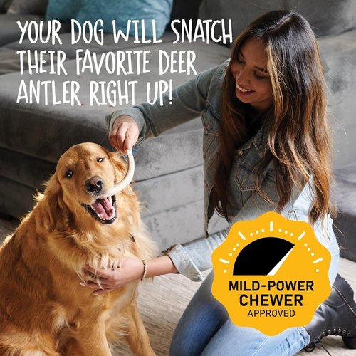 Snatchers Elk Antlers for Dogs – Long Lasting Dog Chews and Dog Toys for Aggressive Chewers, Naturally Shed Deer Antlers for Dogs Processed in The USA, No Additives (Small, 2 Count)