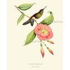 Hummingbirds Botanical Print Set of 4 Art Antique Beautiful Tripical Birds Flowers Plants Illustration Home Room Decor Wall Art Unframed
