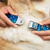Buckle-Down Seatbelt Buckle Dog Collar - Anna & Elsa Poses/Castle & Mountains Blues - 1" Wide - Fits 11-17" Neck - Medium