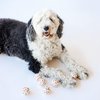 Midlee Easter Carrot Dog Tennis Balls, Regular Size