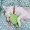 ZippyPaws Brainey Squeaky Plush Dog Toy, Frog