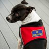"in Training" Sew On Patch - Includes Five Service Dog Law Handout Cards – for Service Dog Vest or Harness