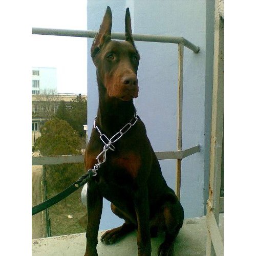 Herm Sprenger Fur Saver Long Links Dog Collar Made of Stainless Steel | Size 25 inches by 4.0 mm