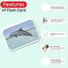 hungry brain Flash Cards for Toddlers, 24 Sea Creatures Flashcards, Double-Sided, Montessori, Educational, Kindergarten - Preschool Learning Activities, Gifts for Kids, 1, 2, 3, 4 Years Babies