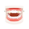 2 Pairs Vampire Teeth Costume 15mm Fangs Fake Teeth with Adhesive Fake Teeth Halloween Decorations Party Cosplay Props Werewolf Fangs Vampire Dentures Party Favors Masquerade Accessories Gift