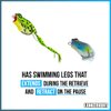 Lunkerhunt Frog Fishing Lure for Bass Fishing | Popping Frog 0.5 oz | Topwater Fishing Bait with Weedless Hooks, Hollow Body (Herring)