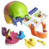 2024 New Anatomy Skull Model 15 Parts Human Anatomy Exploded Skull Detachable Palm-Sized Mini Human Color Medical Skull Model,Medical Dental Clinic Teaching Equipment,Learning with Color Study Manual