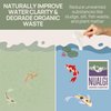 Nualgi Organic Digester, 8.8 oz Concentrate for Pond and Water Feature Maintenance, High-Count Bacteria for Naturally Digesting Waste, Treats up to 8,000 Gallons - 100% Safe for All Aquatic Life