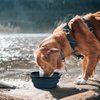COOYOO Collapsible Dog Bowl,2 Pack Collapsible Dog Water Bowls for Cats Dogs,Portable Pet Feeding Watering Dish for Walking Parking Traveling with 2 Carabiners