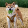 POPETPOP Squeaky Dog Toy Hedgehog - Interactive Latex Squeak Dog Bite Toy, Spiky Soft Rubber Puppy Teeth Clean Toy for Small Medium Dogs