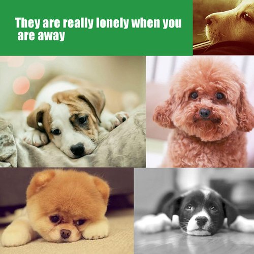 Cyrank Squeaky Dog Toys, Chicken Drumsticks Shape Dog Plush Toy Dog Chew Toy for Small Medium Size Dogs