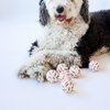 Midlee Easter Carrot Dog Tennis Balls, Regular Size