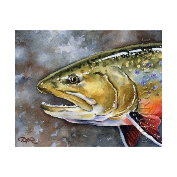 Brook Trout Fly Fishing Art Print by Watercolor Artist DJ Rogers