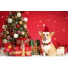 Beiabang 6 Pcs Dog Cat Pet Santa Hat Christmas Pet Costumes Santa Hat Pet Christmas Photo Props for Puppy Kitten Small Cats Dogs