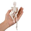 Ultrassist Mini Human Skeleton Model, Portable 20cm Skeleton Bone Model with Stretchable Jaw, Great Teaching Tool for Physiological Education and Human Skeletal System Study