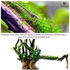 SunGrow Moss Cotton Thread, 20 Meters, Dark Green Color Similar to Willow Moss, Dissolves Eventually, Securely Attaches Floating Plants