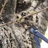 Wazakura Hanafubuki Hand Forged Bonsai Tree Wire Cutter MADE IN JAPAN 7.7inch (195mm), Japanese Garden Tool, Rounded Ends - Black