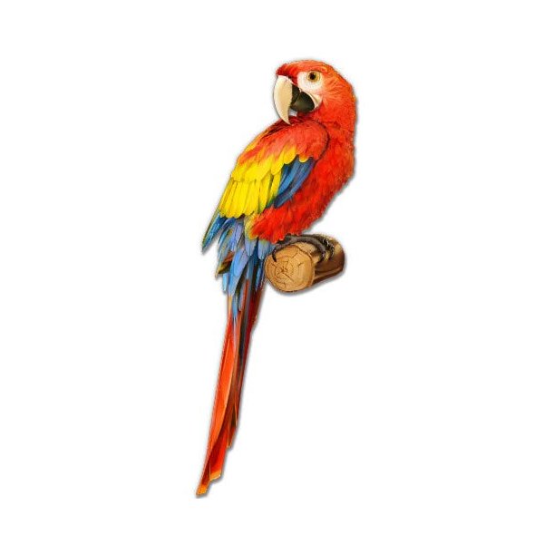Red Macaw Beautiful - 8" Vinyl Sticker - for Car Laptop I-Pad - Waterproof Decal