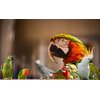 Bird Street Bistro Parrot Food - Parakeet Food - Cockatiel Food - Bird Food - Cooks in 3-15 min w/Natural & Organic Grains - Legumes - Non-GMO Fruits, Vegetables, & Healthy Spices