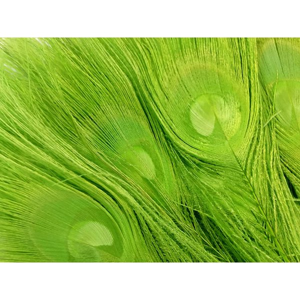 5 Pieces – Lime Green Bleached & Dyed Peacock Tail Eye Feathers 10-12” Long Halloween Craft Supply | Moonlight Feather