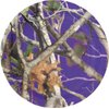 Purple Camo Dessert Plates (Next Vista Camo, 7" Round Plates - 8 Pack) Camo Colorz Party Collection by Havercamp