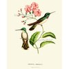Hummingbirds Botanical Print Set of 4 Art Antique Beautiful Tripical Birds Flowers Plants Illustration Home Room Decor Wall Art Unframed