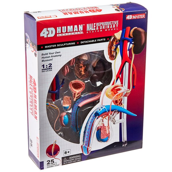 Famemaster 4D-Vision Human Male Reproductive Anatomy Model