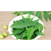 Neem Oil, 100% Pure, Made From Azadirachta Indica (Neem) Seed Oil, Natural Relief from Irritation and Other Skin Issues, 1-Ounce