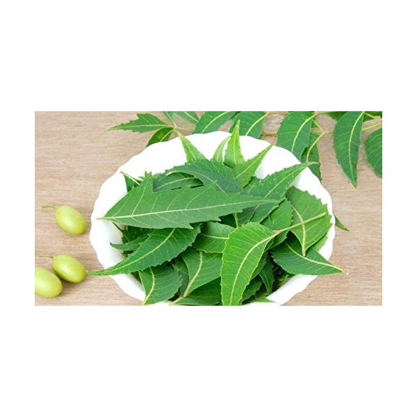 Neem Oil, 100% Pure, Made From Azadirachta Indica (Neem) Seed Oil, Natural Relief from Irritation and Other Skin Issues, 1-Ounce