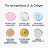 DaseuL’ Perfect Sleep Lip Collagen 0.52fl.oz/15ml, Hydrolyzed Collagen+Rice Protein, Willow Bark Extract & Peptide to Nourish, Moisturize & Exfoliate the lips, Sleep-Beauty, Korean Overnight Lip Mask