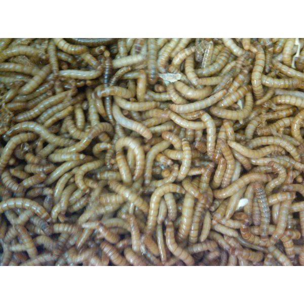 BASSETT'S CRICKET RANCH 1100 Live Mealworms