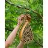 SunVara Mason Bee House Bees Wild Pollinator Bee Hotel Mason Bee Houses for Pollinating Bees Garden Supplies Mason Bee Houses for The Garden Mason Bee Tubes