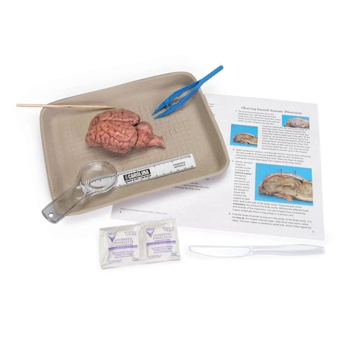 Young Scientist's Brain Dissection Kit